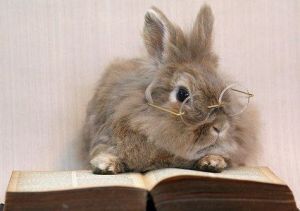 The Importance of Plot Bunnies
